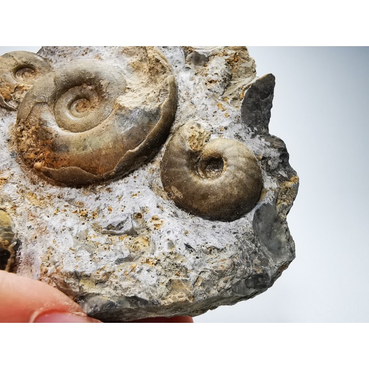 Ammonites from Early Triassic Dieneroceras spathi - Juvenites septentrionalis - Elko Co., Nevada, USA