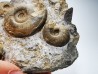 Ammonites du Trias Inférieur Dieneroceras spathi - Juvenites septentrionalis - Elko Co., Nevada, USA