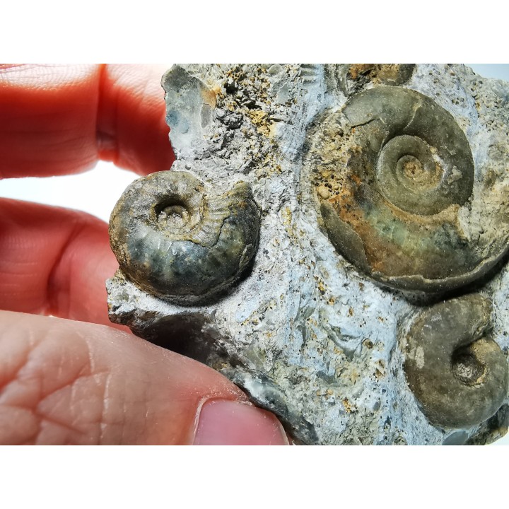 Ammonites from Early Triassic Dieneroceras spathi - Juvenites septentrionalis - Elko Co., Nevada, USA