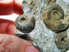 Ammonites from Early Triassic Dieneroceras spathi - Juvenites septentrionalis - Elko Co., Nevada, USA
