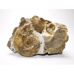Ammonites from Early Triassic Dieneroceras spathi (kummel & Steele)- Elko Co., Nevada, USA