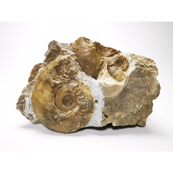 Ammonites from Early Triassic Dieneroceras spathi (kummel & Steele)- Elko Co., Nevada, USA