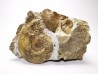 Ammonites du Trias Inférieur Dieneroceras spathi (kummel & Steele)- Elko Co., Nevada, USA
