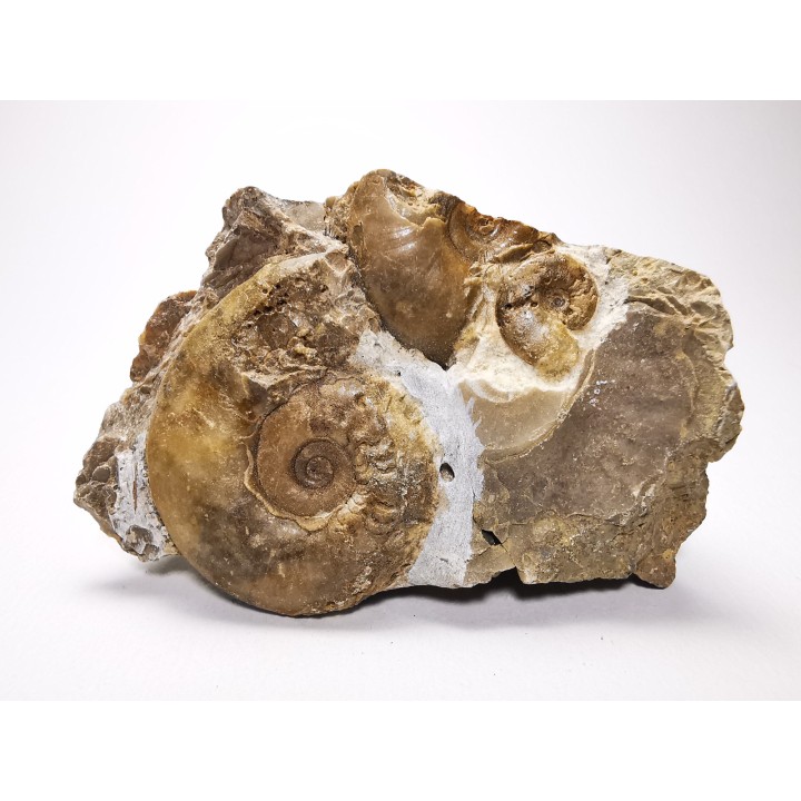 Ammonites from Early Triassic Dieneroceras spathi (kummel & Steele)- Elko Co., Nevada, USA