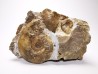 Ammonites du Trias Inférieur Dieneroceras spathi (kummel & Steele)- Elko Co., Nevada, USA