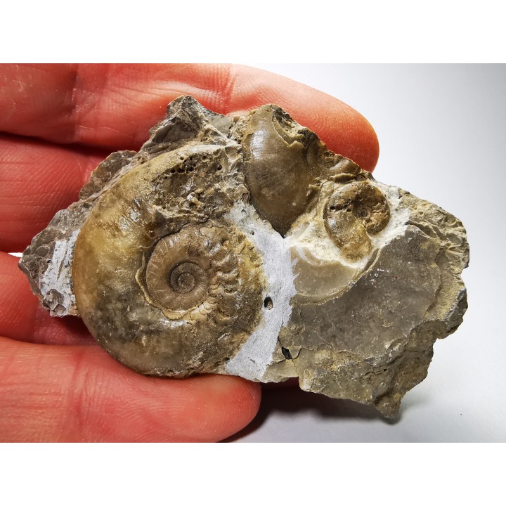 Ammonites du Trias Inférieur Dieneroceras spathi (kummel & Steele)- Elko Co., Nevada, USA