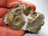 Ammonites du Trias Inférieur Dieneroceras spathi (kummel & Steele)- Elko Co., Nevada, USA