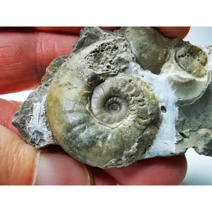 Ammonites from Early Triassic Dieneroceras spathi (kummel & Steele)- Elko Co., Nevada, USA