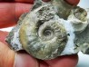 Ammonites from Early Triassic Dieneroceras spathi (kummel & Steele)- Elko Co., Nevada, USA
