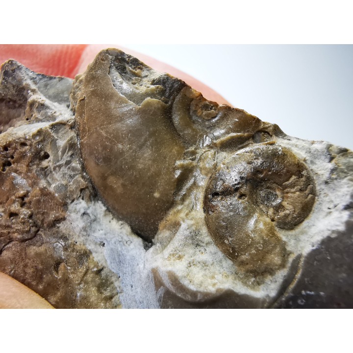 Ammonites du Trias Inférieur Dieneroceras spathi (kummel & Steele)- Elko Co., Nevada, USA