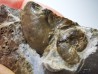 Ammonites du Trias Inférieur Dieneroceras spathi (kummel & Steele)- Elko Co., Nevada, USA
