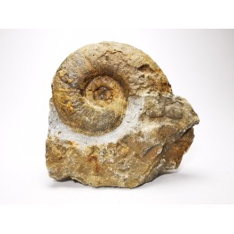 Ammonites from Early Triassic Dieneroceras spathi (kummel & Steele)- Elko Co., Nevada, USA