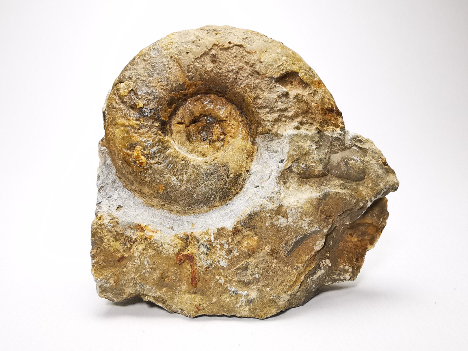 Ammonites du Trias Inférieur Dieneroceras spathi (kummel & Steele)- Elko Co., Nevada, USA