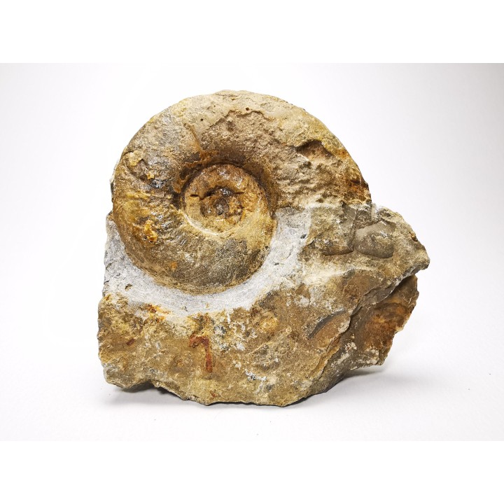 Ammonites du Trias Inférieur Dieneroceras spathi (kummel & Steele)- Elko Co., Nevada, USA