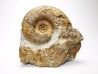 Ammonites du Trias Inférieur Dieneroceras spathi (kummel & Steele)- Elko Co., Nevada, USA