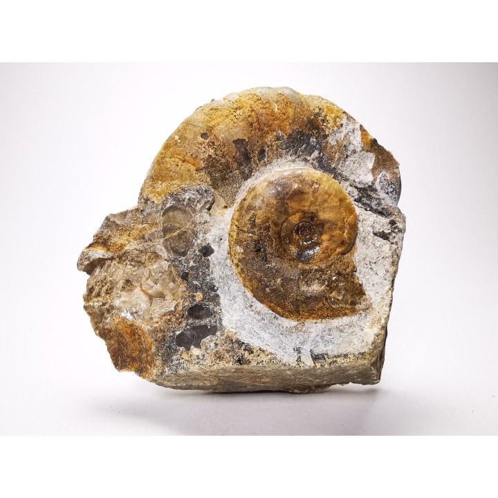 Ammonites du Trias Inférieur Dieneroceras spathi (kummel & Steele)- Elko Co., Nevada, USA