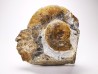 Ammonites du Trias Inférieur Dieneroceras spathi (kummel & Steele)- Elko Co., Nevada, USA
