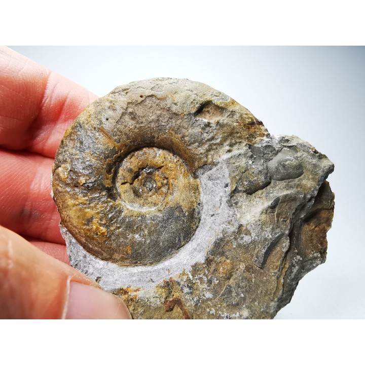 Ammonites du Trias Inférieur Dieneroceras spathi (kummel & Steele)- Elko Co., Nevada, USA