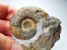 Ammonites from Early Triassic Dieneroceras spathi (kummel & Steele)- Elko Co., Nevada, USA