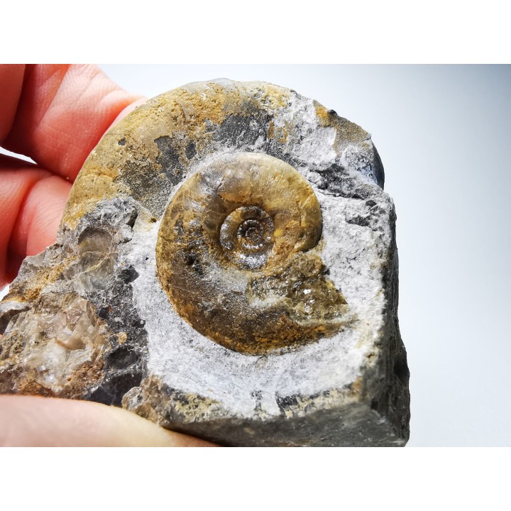 Ammonites du Trias Inférieur Dieneroceras spathi (kummel & Steele)- Elko Co., Nevada, USA