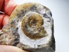 Ammonites from Early Triassic Dieneroceras spathi (kummel & Steele)- Elko Co., Nevada, USA