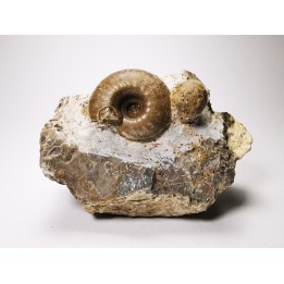 Ammonites du Trias Inférieur Juvenites septentrionalis (Smith)- Elko Co., Nevada, USA