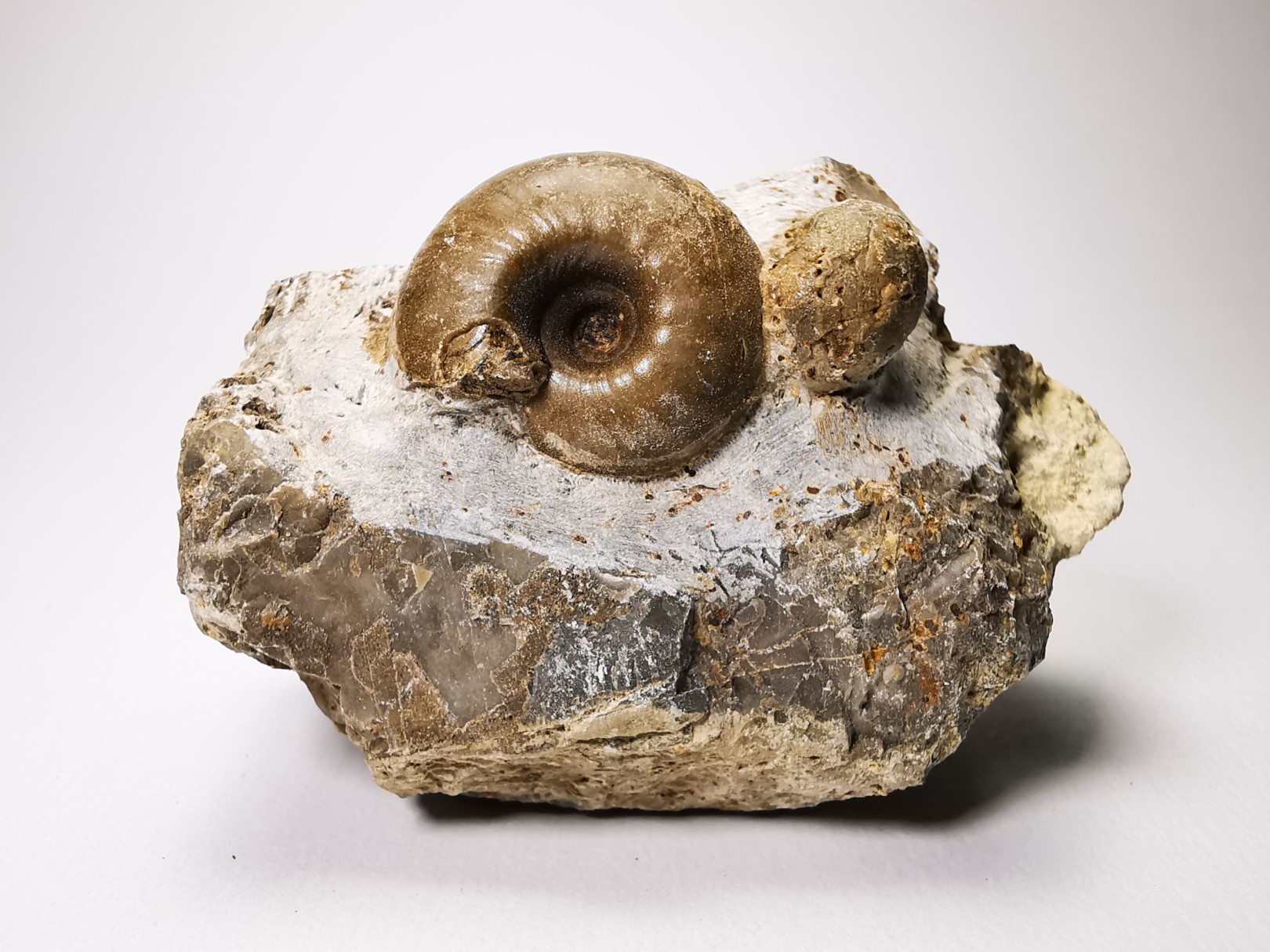 Ammonites du Trias Inférieur Juvenites septentrionalis (Smith)- Elko Co., Nevada, USA