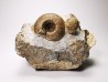 Ammonites du Trias Inférieur Juvenites septentrionalis (Smith)- Elko Co., Nevada, USA