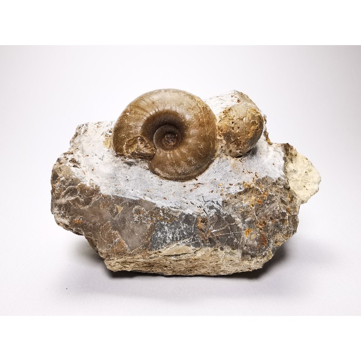 Ammonites from Early Triassic Juvenites septentrionalis (Smith)- Elko Co., Nevada, USA
