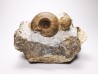 Ammonites from Early Triassic Juvenites septentrionalis (Smith)- Elko Co., Nevada, USA