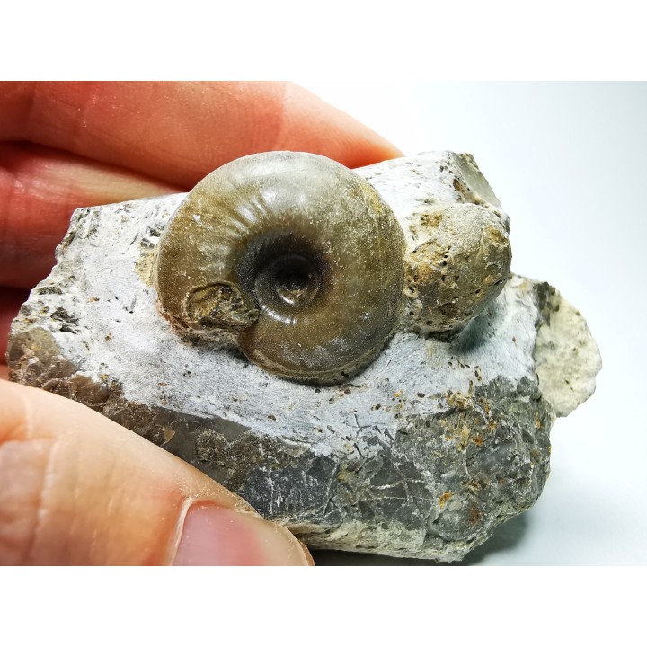 Ammonites from Early Triassic Juvenites septentrionalis (Smith)- Elko Co., Nevada, USA