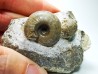 Ammonites from Early Triassic Juvenites septentrionalis (Smith)- Elko Co., Nevada, USA