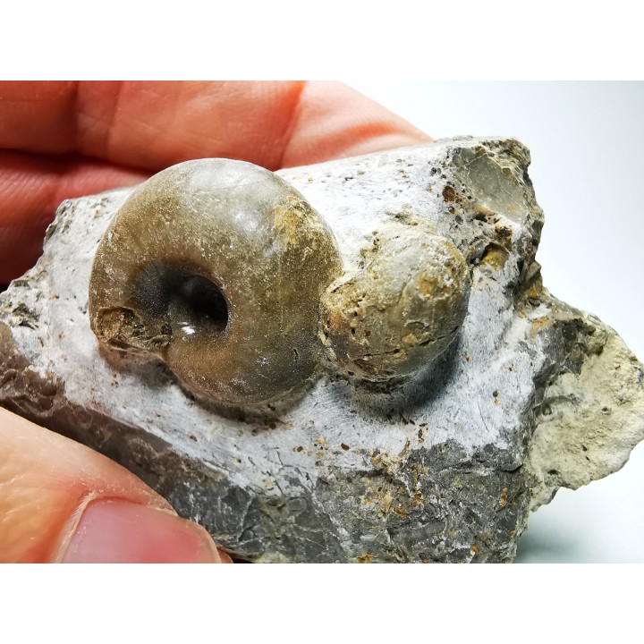 Ammonites from Early Triassic Juvenites septentrionalis (Smith)- Elko Co., Nevada, USA