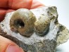 Ammonites from Early Triassic Juvenites septentrionalis (Smith)- Elko Co., Nevada, USA