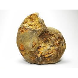 Ammonite du Trias Inférieur Dieneroceras spathi (kummel & Steele)- Elko Co., Nevada, USA