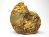 Ammonite from Early Triassic Dieneroceras spathi (kummel & Steele)- Elko Co., Nevada, USA