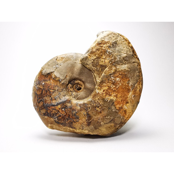 Ammonite du Trias Inférieur Dieneroceras spathi (kummel & Steele)- Elko Co., Nevada, USA