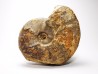 Ammonite from Early Triassic Dieneroceras spathi (kummel & Steele)- Elko Co., Nevada, USA