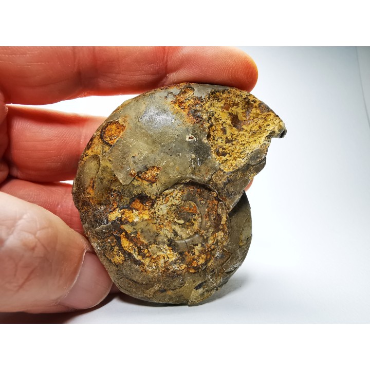 Ammonite du Trias Inférieur Dieneroceras spathi (kummel & Steele)- Elko Co., Nevada, USA