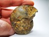 Ammonite from Early Triassic Dieneroceras spathi (kummel & Steele)- Elko Co., Nevada, USA