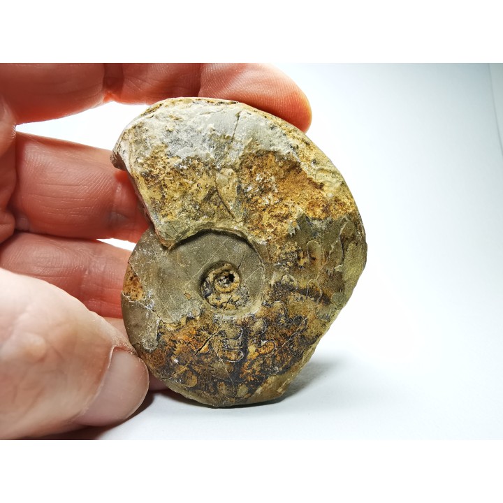 Ammonite from Early Triassic Dieneroceras spathi (kummel & Steele)- Elko Co., Nevada, USA