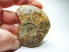 Ammonite du Trias Inférieur Dieneroceras spathi (kummel & Steele)- Elko Co., Nevada, USA