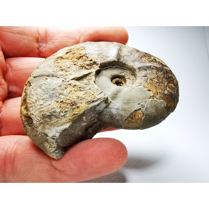 Ammonite du Trias Inférieur Dieneroceras spathi (kummel & Steele)- Elko Co., Nevada, USA
