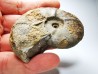 Ammonite du Trias Inférieur Dieneroceras spathi (kummel & Steele)- Elko Co., Nevada, USA