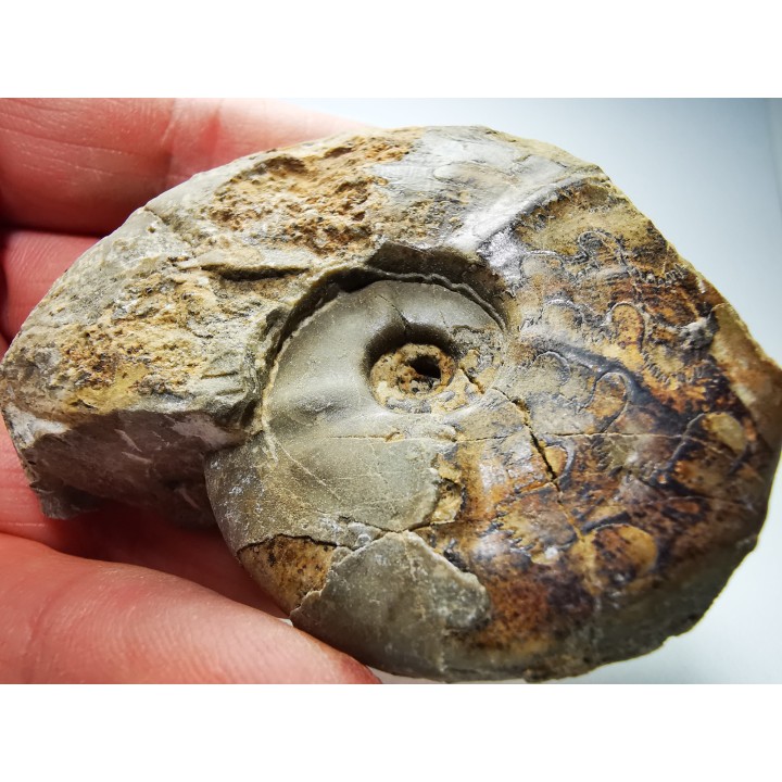 Ammonite du Trias Inférieur Dieneroceras spathi (kummel & Steele)- Elko Co., Nevada, USA