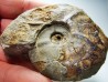 Ammonite from Early Triassic Dieneroceras spathi (kummel & Steele)- Elko Co., Nevada, USA