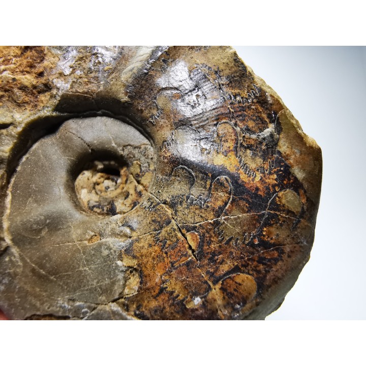 Ammonite du Trias Inférieur Dieneroceras spathi (kummel & Steele)- Elko Co., Nevada, USA
