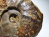 Ammonite from Early Triassic Dieneroceras spathi (kummel & Steele)- Elko Co., Nevada, USA