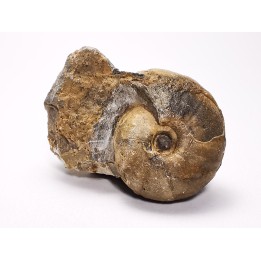 Ammonite du Trias Inférieur Juvenites septentrionalis (Smith)- Elko Co., Nevada, USA