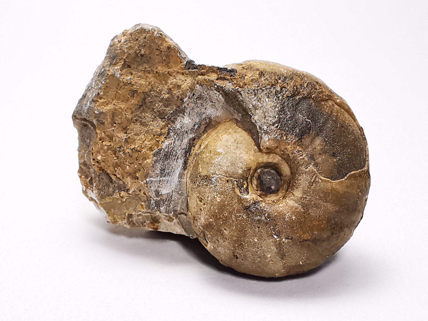 Ammonite du Trias Inférieur Juvenites septentrionalis (Smith)- Elko Co., Nevada, USA